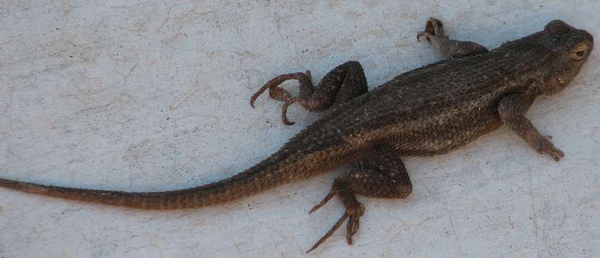 lizard!