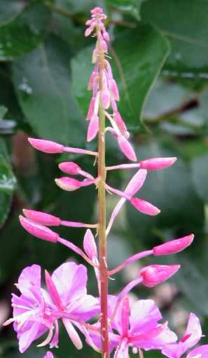 fireweed